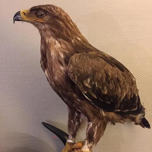 Servicio de taxidermia